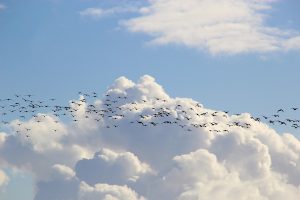 bird migrations