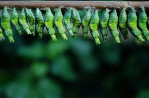 IT Operations in 2020 will require a metamorphosis